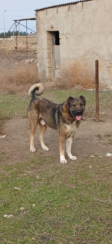 İtlər: Qurdbasar, 2 il, Erkek, Peyvəndli, Ödənişli çatdırılma — 4