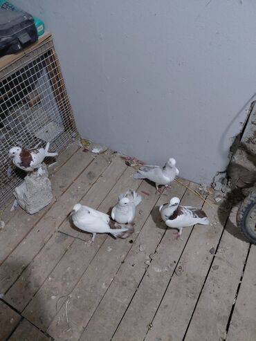 Göyərçinlər: Salam saglam quşlardı 16.17 tük istəyən yazsın vatsaf aktivdi - Növ — 4