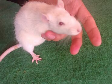 от крыс: Ручная домашняя крыса бесплатно в добрые руки мальчик без клетки