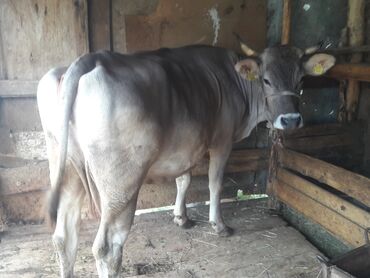Животные: Продаю | Корова (самка) | Швицкая | Для молока | Искусственник
