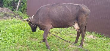 виамед кара балта: Продаю | Корова (самка) | Для молока | После отела