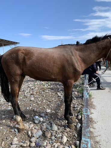 лошадь кыргызстан: Продаю | Жеребец