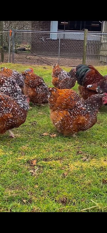 Toyuqlar: Toyuq, Damazlıq -da lalafo.az — 1 Toyuqlar: Toyuq, Damazlıq — 1