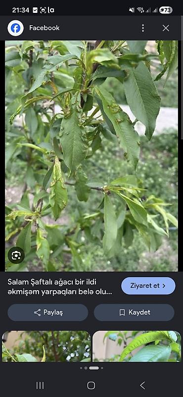 bitki toxumlarinin satisi: 3 agac var yasti saftali tuksuz ve tuklu 2 metrdi 3 illik agaclardi — 4