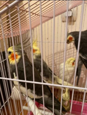 Tutuquşları: Cute hazir erek ve disi korellar hazir cutler ele orgetmek ucun bala — 11