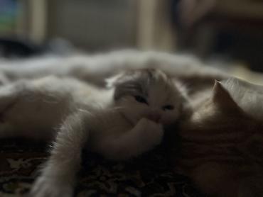 трехцветный кот мальчик: ‼️Продается шотландский вислоухий котенок, трехцветный — 2
