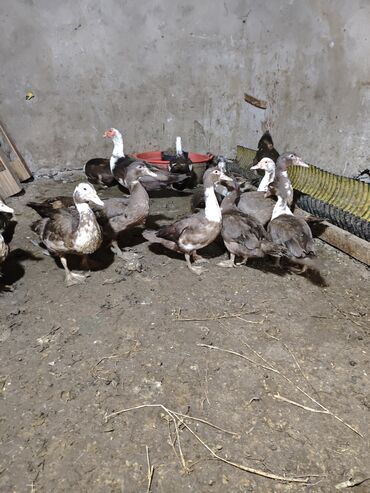 Ördəklər: Məhsul: ağ-qara və qəhvəyi-ağ rəng çalarlarında muskovi ördəklər — 11