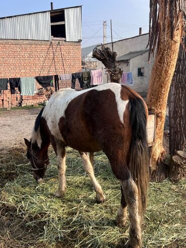 Лошади, кони: Продаю | Жеребенок | Рабочий — 3