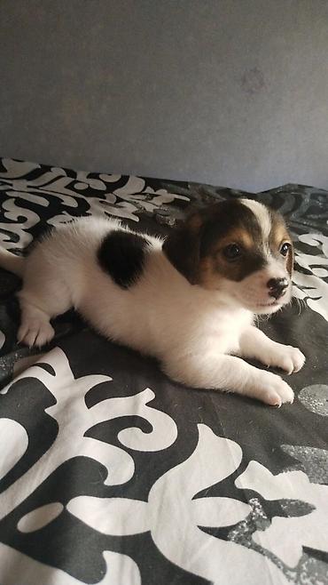 ev itleri ucuz: Çixuahua, 1 ay — 8