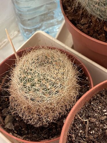 Otaq bitkiləri: Kaktus növləri hər qiymətə. Barter olar quş növləriylə. Tutuquşu Toyuq — 9