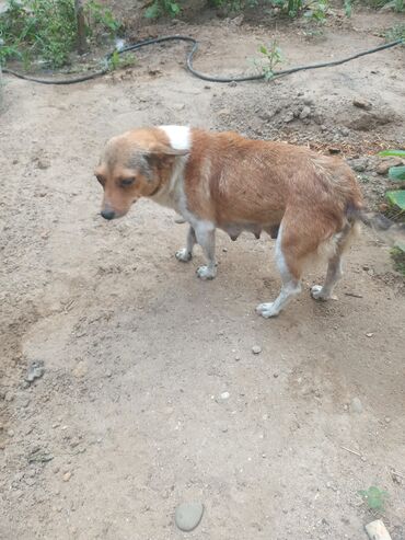 pitbull balasi satilir: Zvonok, 1 ay, Erkek, Ünvandan götürmə