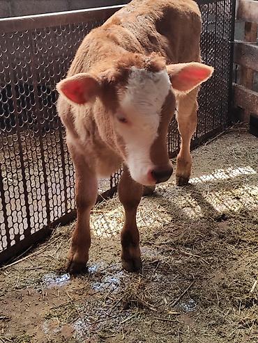 Коровы, быки: Продаю | Корова (самка), Бык (самец) | Швицкая | Для молока | После отела, Искусственник — 14