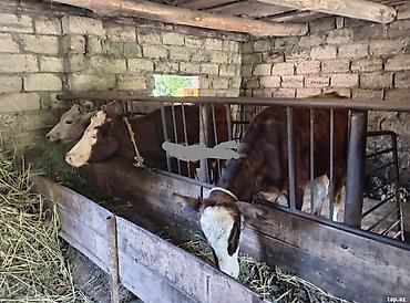 inək necə aya doğur: Salam iki ədəd damazlığa yararlı dişi danalar çıxdı satışa hündür — 1