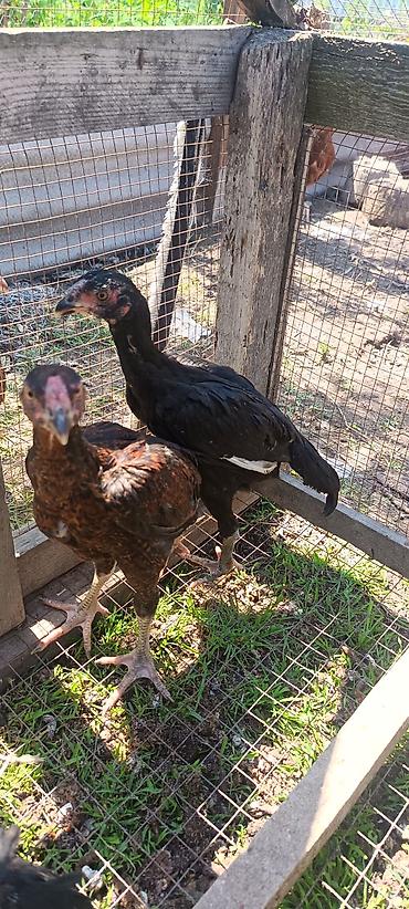 Cücələr: Toyuq cücələri, Damazlıq — 1