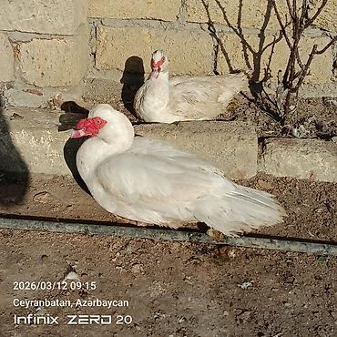 Ördəklər: Satılır hamsı bir yerdə — 4