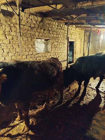 Коровы, быки: Продаю | Бык (самец) | На откорм | Привязанные — 3