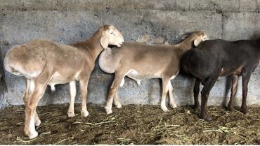 продаю овца: Продаю | Баран (самец) | Арашан | На забой, Для разведения | Племенные, Осеменитель
