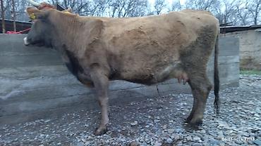 Коровы, быки: Продаю | Корова (самка) — 6