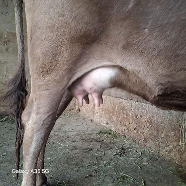 Коровы, быки: Продаю | Корова (самка) | Для молока — 2