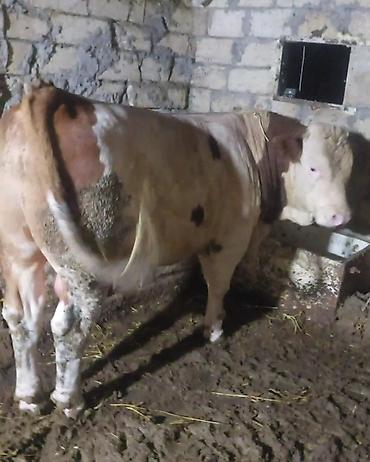 damazlıq heyvanların satışı: Salam 15 ayligdi temiz qan simental erkey kesimede yararlidi — 1