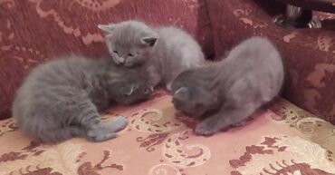 Pişiklər: Britan, Erkək, Dişi — 16