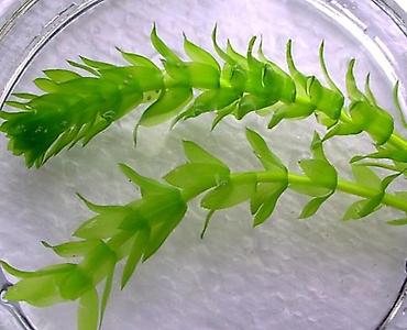 Akvarium dekoru: Akvaryum bitkisi – Elodea (su tərəsi) - Növ: Elodea/Anacharis tipli — 1