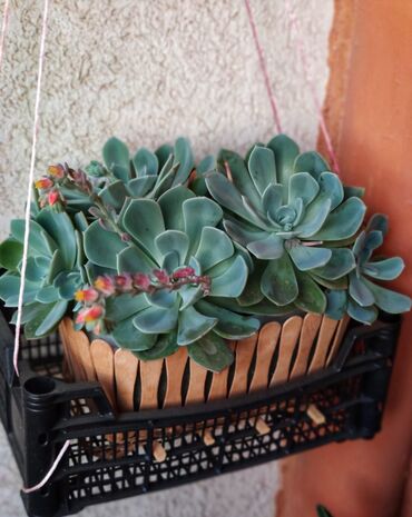 Otaq bitkiləri: Kaktuslar.artırmalarının qiymət 3manatdan başlayır.şəkildə olan güllər — 10