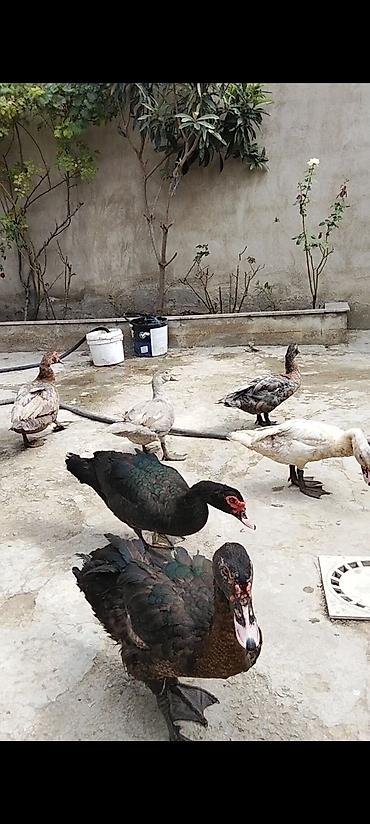 ördək balası haqqında məlumat: Muscovy ördəkləri (Indoutka) – qarışıq rənglərdə sürü - Növ: Muscovy — 3