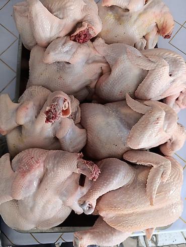туша курицы: Здрастуйте друзя Продаю мясо курицы(бройлерный) по 300 сом за 1 кг — 2