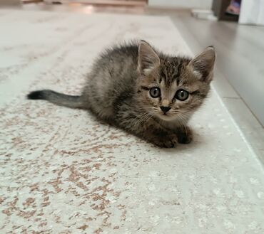 сеператор для биогумуса: Кошка даром: Беспородная, 2 месяца, Девочка, Приучена к лотку