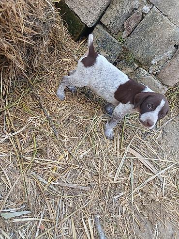 balalı qoyunlar: Alman qısatüklü ov iti balası (German Shorthaired Pointer) – — 8