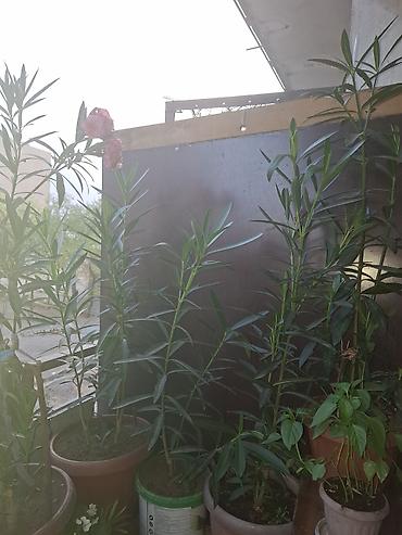 оформление для цветов: Олеандр розовый (Nerium oleander) в горшках - Кустовые растения с — 1