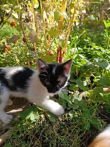 Отдам даром кошку: ❤️Отдам в добрые руки милых и ласковых котят. Окрас черно-белый и — 1