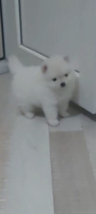 İtlər: Şpitz, 1 ay, Erkek — 5