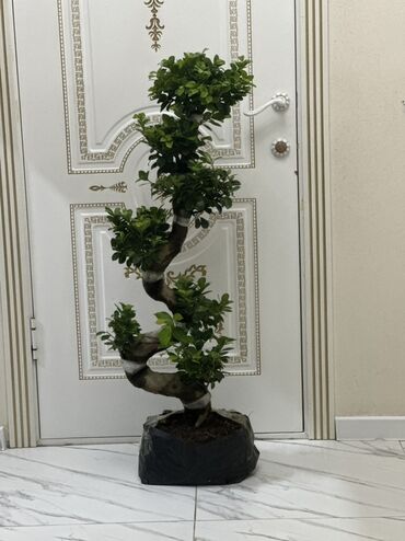 мебель салон красоты: Продаётся Бонсай 🌳 📏 Высота: 1 м 20 см 💰 Цена: 4000 сом ✨ Отлично