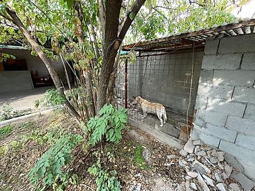 Продажа коттеджей и домов: Продаётся уютный и тёплый дом в самом сердце Бишкека! ЦУМ / ГУМ — — 5