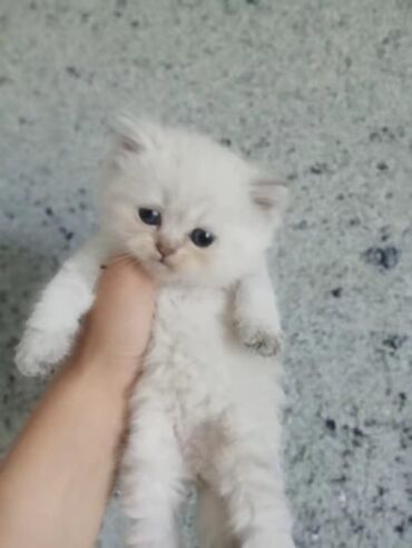 Pişiklər: Şotland, Dişi, Yaxşı əllərə, Ünvandan götürmə, Pulsuz çatdırılma, Ödənişli çatdırılma — 26