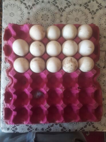 toyuq cucə: Pekin ördək yumurtası neçə yuz ədəd isdəsəz sifariş verə bilərsiz