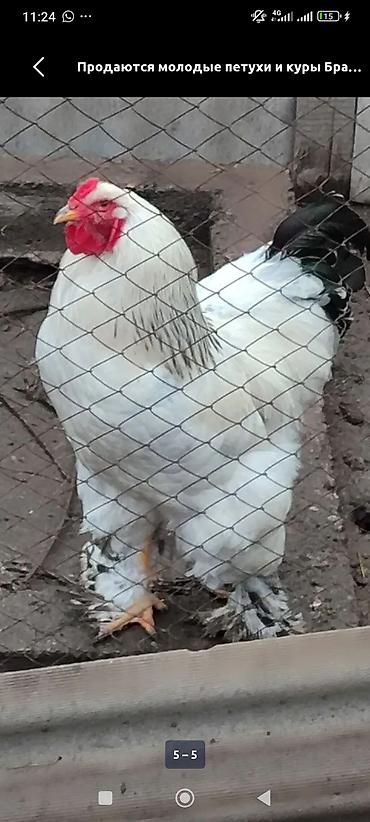 цыпл: Продаю | Петух | Брама | Для разведения — 3