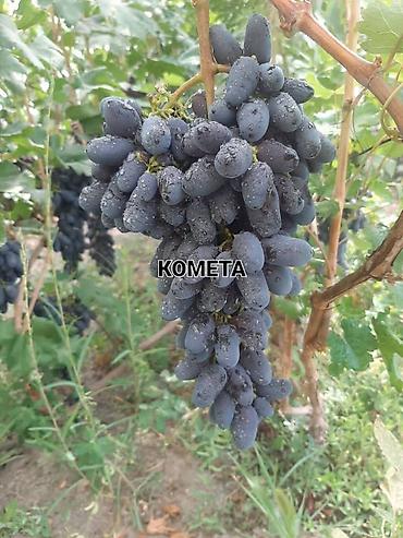 Виноград: НОВИНКИ СЕЛЕКЦИИ ВИНОГРАДА ПРЕМИАЛЬНОГО УРОВНЯ ! ДОМАШНИЙ СЛАДКИЙ — 18