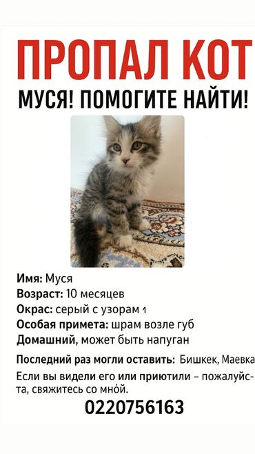 бингальская кошка: Пропала : Мальчик
