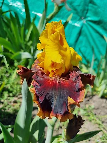 Другие садовые цветы и кустарники: В продаже саженцы сортовых ирисов из личной коллекции Все фото мои! at lalafo.kg — 14 Другие садовые цветы и кустарники: В продаже саженцы сортовых ирисов из личной коллекции Все фото мои! — 14