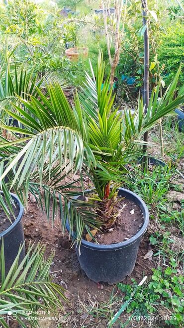 beqoniya bitkisi: Finik palmasi her qiymete olani var 5 m 10 m 15 m 25 m 40 m 50 m basqa
