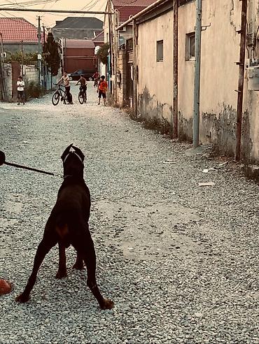 İtlər: Doberman, 1 il, Erkek, Ünvandan götürmə — 1