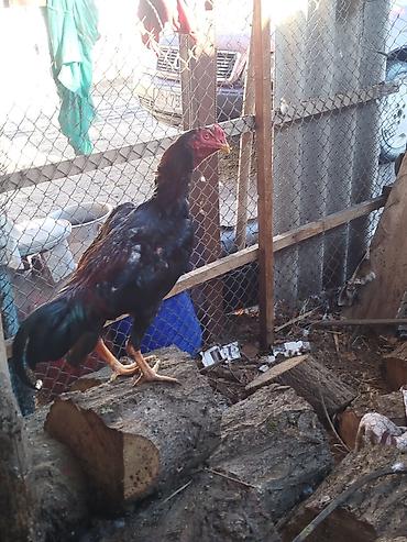 Куры, петухи: Продаю | Петух | Бойцовая | Для разведения — 2