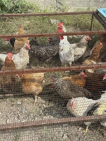 собаки самки: Продаю | Куры, Петух | Домашняя, Полубрама | Для разведения, На забой, Несушки — 6