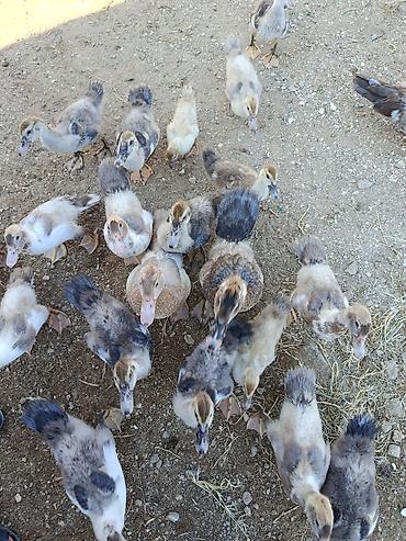 damaz: Muscovy ördək bala­ları (indo-ördək) – müxtəlif rəng çalarlarında — 4