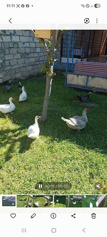 tap az goyercin satisi: Lal yapon ördəklər xoruzdar kül öküz qırmızı öküz sortudu — 5