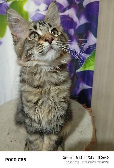 кошка сокулук: Гиганты Кошачьего мира❤️ Мейн-Куны❤️❤️❤️Монопольный Мини питомник — 2