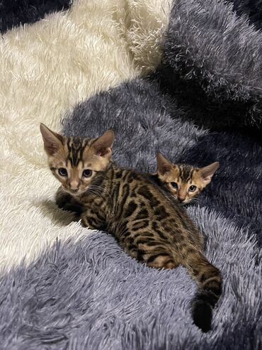 скоттиш страйт шотландская прямоухая кошка: Бенгальская, 2 месяца, Девочка, Проглистована